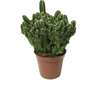 Cereus Peruvianus 'Paolina' (Kaktüs)