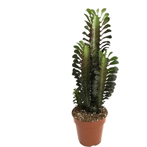 Euphorbia Trigona 'Rubra' (Süt Ağacı)