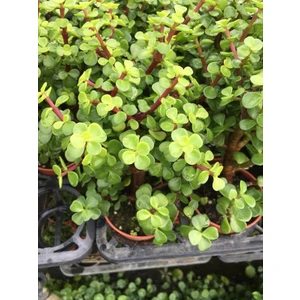 Bitkim Sende Yeşim (Para) Çiçeği (10-20cm) 5.5 Saksıda Iç Mekan Bitkisi Balkon Bitkisi