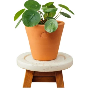 Thebestonline Pilea Peperomioides - Çin Para Çiçeği