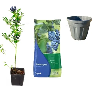 Neo Yaşam Yaban Mersini Fidan + Toprak (25LT)+ Saksı (25LT)