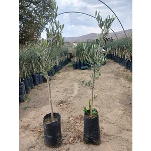 Hilal Tarım Çiftliği 2 Adet Gemlik Trilye Zeytin Fidanı