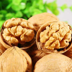 Hilal Tarım Çiftliği Chandler Ceviz  Fidanı (Açık Kök)