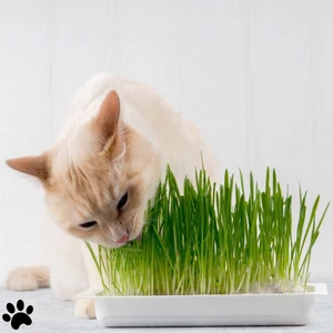 Agviv %100 Doğal Kedi Çimi 100GR (Tüy Yumağı Önleyici) sadece tohumdur