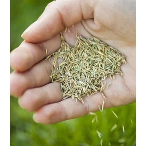 7 Karışım Garden Palace Çim Tohumu 1 kg