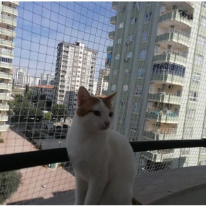 Konak File Kedi Filesi, hayvan koruma filesi (3metre*6metre)