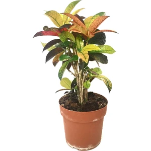 Codiaeum Variegatum 'Mrs Iceton' (Kraton Çiçeği)