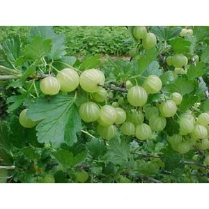 Paket Tüplü Aromatik Gooseberry Sarı Bektaşi Üzümü Fidanı