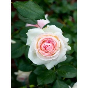 Videolu Kokulu Pembe Gül Yediveren 1 Adet Saksılı (50 - 70 cm ) Aşılı Gül (Pink Rose)