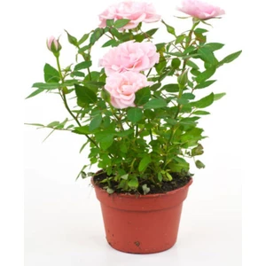 Videolu Pembe Isparta Gülü Yoğun Kokulu Reçellik 1 Adet Saksılı/Tüplü 35-65 cm (Isparta Rose)