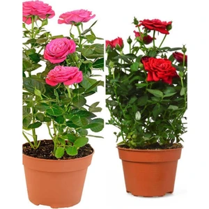Videolu Yediveren 1 Adet Kırmızı Gül 1 Adet Pembe Gül Fidanı 35-60 cm Saksılı/Tüplü
