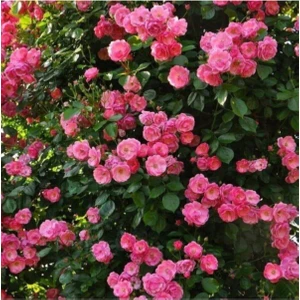 Videolu Pembe Sarmaşık Gül Fidanı Yediveren Kokulu 3 Adet Saksılı 80-160 cm (Climbing Rose)