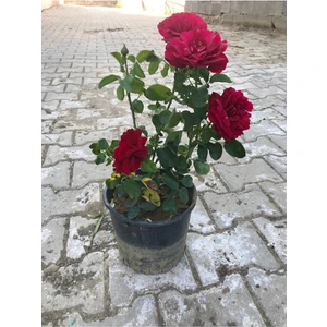 Videolu Koyu Kırmızı Kokulu Yediveren Gül (50 70 cm) Saksılı Aşılı Gül Red Rose
