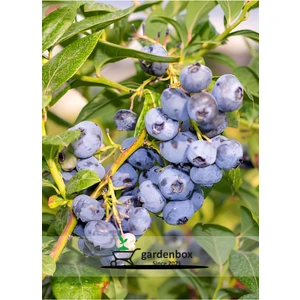 Garden Box Verimli Yaban Mersini Çeşitleri Legacy+Bloxi 2 Adet Saksılı Tüplü 40-60 cm Blueberry