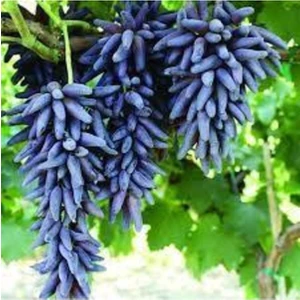 Tüplü Üzüm Fidanı( Cadı Parmağı) 1 Yaşında Aşılı Yüksek Verimli