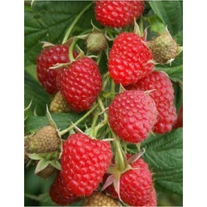 Ahududu Fidanı Saksılı Jumbo Yüksek Verimli Soğuğa Dayanıklı 80-90 cm