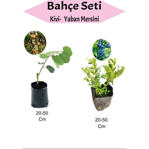 3'lü Set 2 Adet Kivi+ 1 Adet Yabana Mersini Fidanı