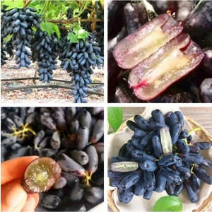 Tüplü Çekirdeksiz Finger Black Üzüm Fidanı (5 Adet)