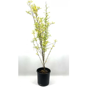 Nar Fidanı Pınarbaşı 2-3 Yaş 80 cm Bol Verimli Soğuğa Dayanıklı