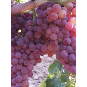 Tayfi Üzüm Fidanı 2 Yaş 40 cm 60 cm Bol Verimli