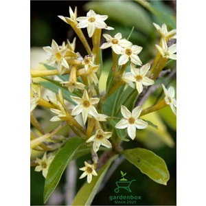 Melisa Çiçeği Fidanı Saksıda Bahçe Çiçeği 30-50 cm (Cestrum Nocturnum)