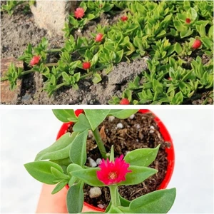 Buz Çiçeği 10 Adet Mezar-Kabir Yer Örtücü Bitki Sarılıcı Yazkış Yeşil