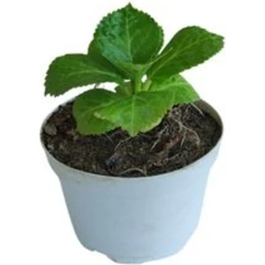 Pembe Renkli Mini Ortanca Çiçeği 1 Adet Saksılı(5-10 cm) I/dış Mekan Bitkisi