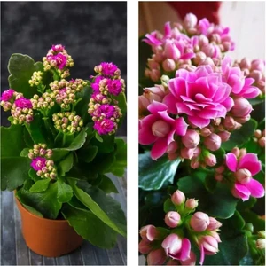 Kalanchoe Çiçeği Kalanşo (Emel Hanım) Pembe 8.5 Saksıda Çiçekli Bodur Bitki