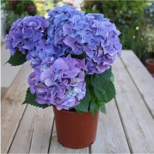 Videolu İthal Mavi Tivoli Ortanca Çiçeği Fidanı 25-50 cm Saksılı Çiçekli Bodur Blue Hydreangea
