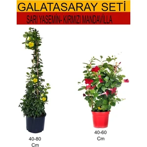 2'li Takım Seti Sarı Yasemin Çiçeği+Kırmızı Mandavilla
