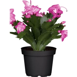 Videolu 1 Adet Pembe Yılbaşı Çiçeği Fidanı 20-40 cm Saksılı