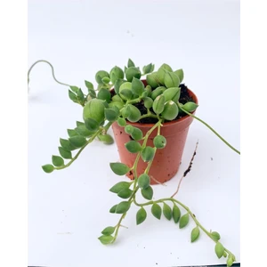 Tesbih Çiçeği Sukulent Senecio Tespih Çiçeği 5.5 cm Saksıda