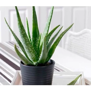 Videolu Alovera Çiçeği Fidanı 30-50 cm Saksılı Çiçekli Bodur Bitkiler Aloe Barbadensis Miller
