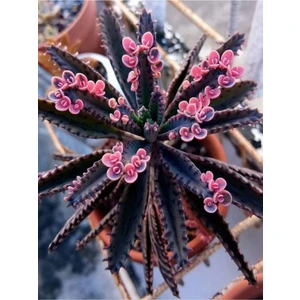 Videolu Pembe Aşkın Gözyaşı 1 Adet Saksılı 10-15 cm Kaktüs ve Sukulent (Kalanchoe Daigremontiana)