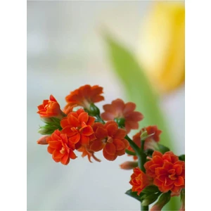 Videolu Turuncu Kalanşo (Emel Hanım) Çiçeği Fidanı 15-35 cm Çiçekli Bodur Bitkiler Orange Kalanchoe