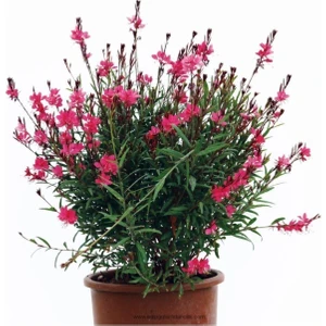 Videolu Kırmızı Gavura Çiçeği Fidanı 40-60 cm Saksılı Çiçekli Bodur Bitkiler Gaura