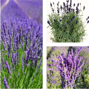 Videolu 1 Adet Harika Kokulu Lavanta Çiçeği Bitkisi 20-40 cm Saksılı Çiçekli Bodur Bitkiler Lavander