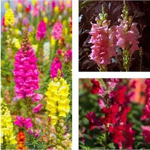 Videolu 10'lu Karışık Renk Aslanağzı Çiçeği Fidanı 5-15 cm Tüplü Çiçekli Bodur Antirrhinum Majus
