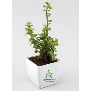 Para Çiçeği 1 Adet 8,5 Saksıda Dekoratif Canlı Bitki