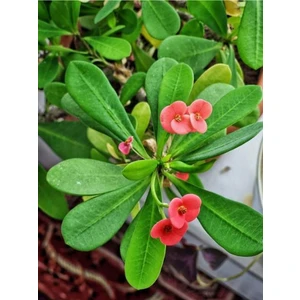 Videolu Pembe Çiçekli Milli Dikenler Tacı Mini 1 Adet Saksıda 5-10 cm Salon Bitkisi (Euphorbia)