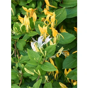 Videolu Sarı Beyaz Hanımeli Çiçeği 1 Adet Saksılı/Tüplü 90-120 cm Bahçe Bitkisi(Lonicera Japonica)