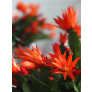 Videolu Turuncu Yılbaşı Çiçeği Fidanı 1 Adet Saksılı 20-40 cm Paskalya (Hatiora Gaertneri)