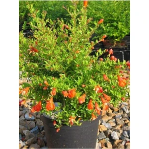 Videolu Bodur Süs Narı Çiçeği Fidanı 30-40 cm Saksılı Çiçekli Bodur Bitkiler Pomegranate Tree