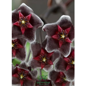 Özel Tür Bordo Renk Mum Çiçeği 10-20 cm Hoya Carnosa