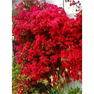 Videolu Kırmızı Begonvil Fidanı 1 Adet Saksılı 50-110 cm (Red Bougainvillea)
