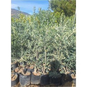 Trilya Zeytin Fidanı 1 Adet Tüplü 50-70 cm Bol Verimli Sofralık Zeytin