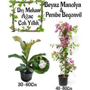 Kokulu Manolya Ağacı 1 Adet Saksılı+Pembe Begonvil 1 Adet Saksılı Bahçe Seti