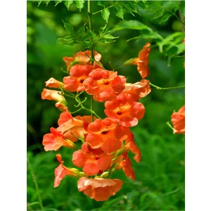 Videolu Turuncu Acem Borusu Çiçeği Fidanı (60 80 cm)1 Adet Saksılı Dış Mekan Sarmaşık Borazan