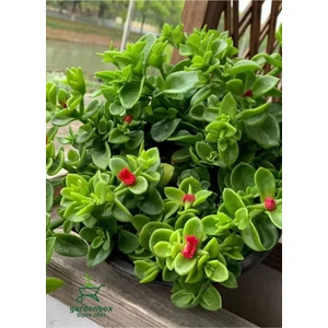 Garden Box Pink Delosperma Buz Çiçeği 10 Adet Tüplü 10-20 cm