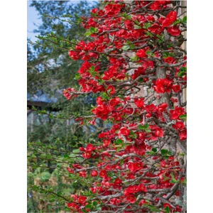 Videolu Japon Ayvası Bitkisi Fidanı (35 75 cm)1 Adet Tüplü Dış Mekan Ağaç Japanese Quince